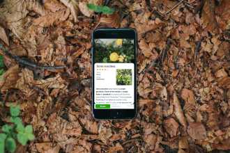 Best iPhone Apps for Identifying Plants