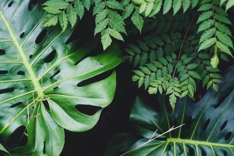 Best Android Apps for Identifying Plants